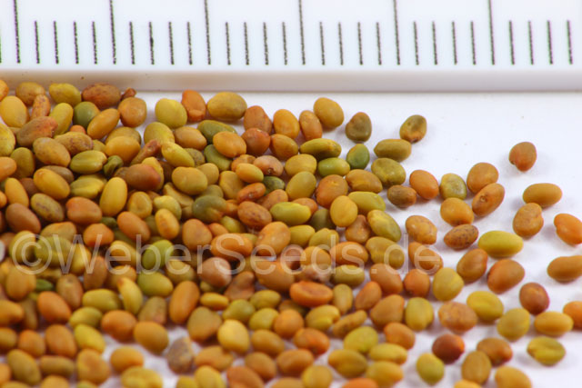 شاه افسر زرد